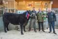 Galloway Champion and Overall Reserve Champion
